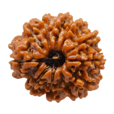  Service Provider of 11 Mukhi Rudraksha New Delhi Delhi 
