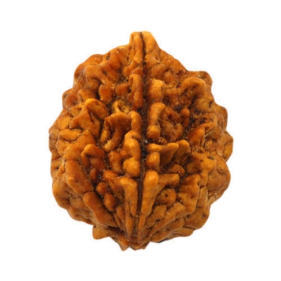  Service Provider of 2 Mukhi Rudraksha New Delhi Delhi 