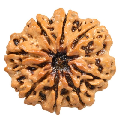  Service Provider of 8 Mukhi Rurdraksha New Delhi Delhi 